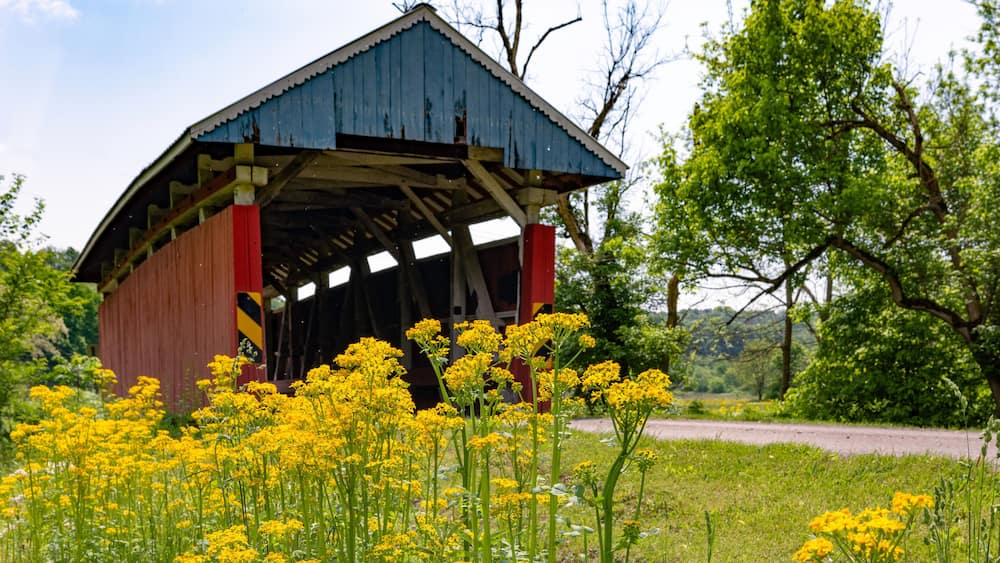 Yellow wildflowers in front of covered bridge