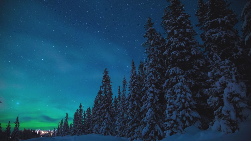 A snowy forest with a starry night sky and the aurora borealis.