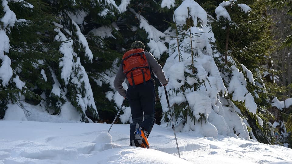 A person hiking in a snowy forest with dense evergreen trees.