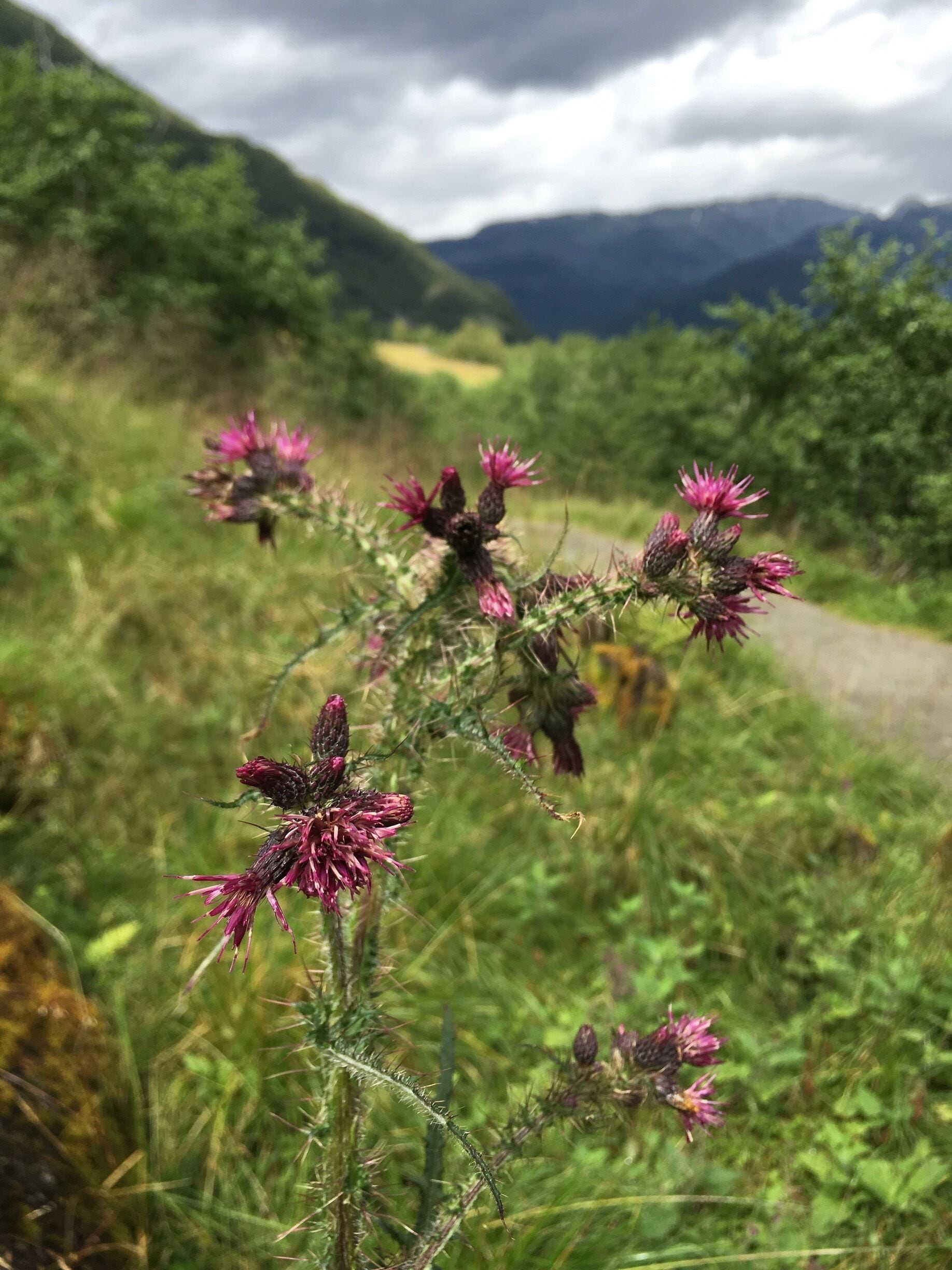 Wild Thistle on the Bondhus/ Sunndal hike to Bondhusdalen glacier lake #takeahike