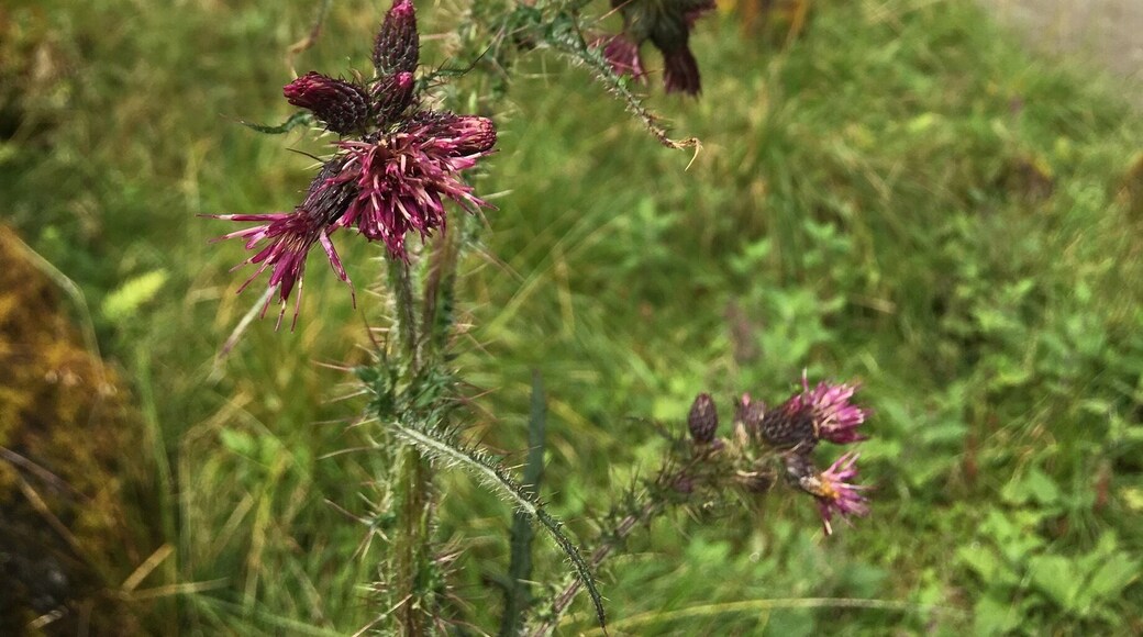 Wild Thistle on the Bondhus/ Sunndal hike to Bondhusdalen glacier lake #takeahike