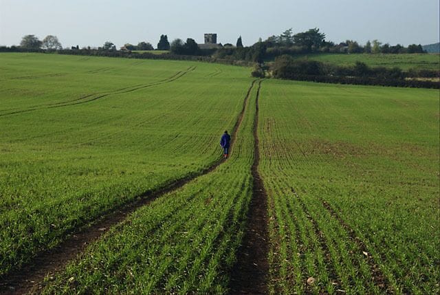 Heading for Hartshorne The footpath across this recently-sown field heads towards St Peter's church, Hartshorne.