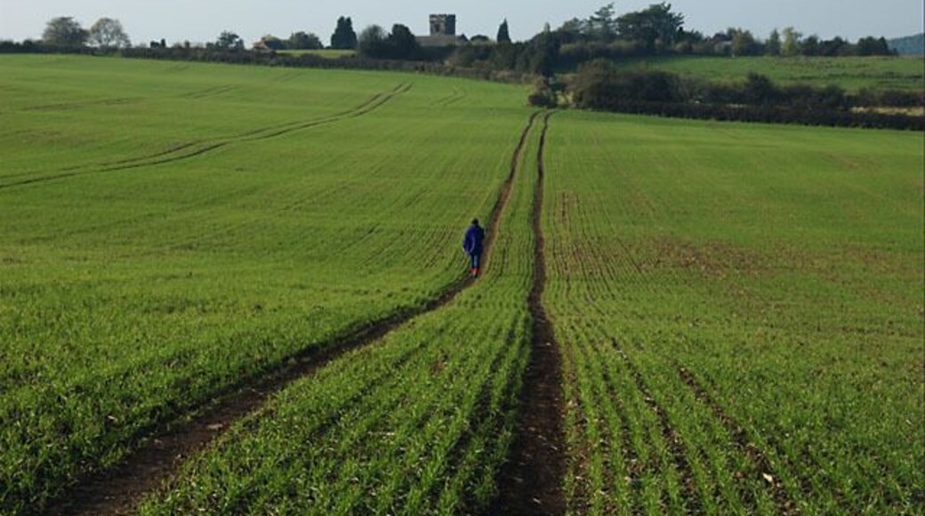 Heading for Hartshorne The footpath across this recently-sown field heads towards St Peter's church, Hartshorne.