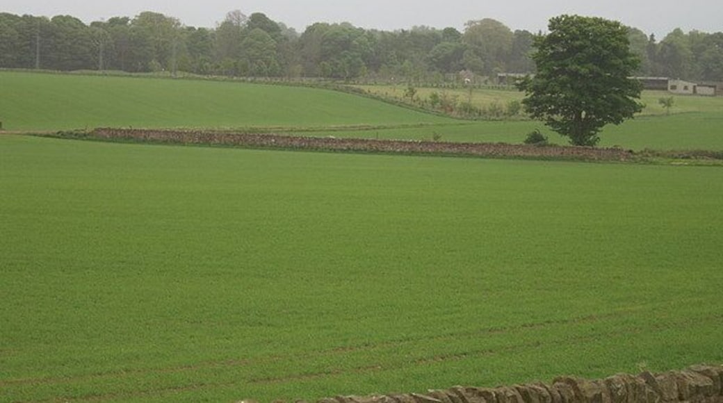 Tree at Melville Grange, near Lasswade