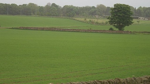 Tree at Melville Grange, near Lasswade