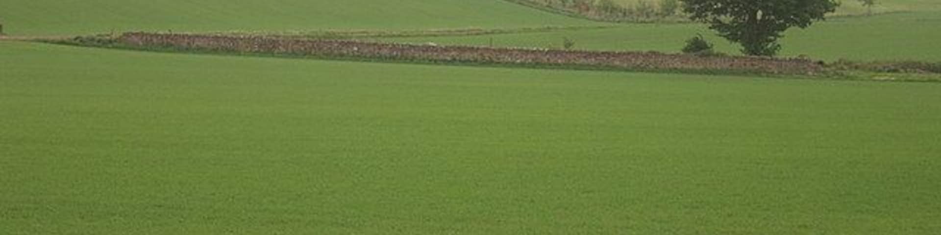 Tree at Melville Grange, near Lasswade