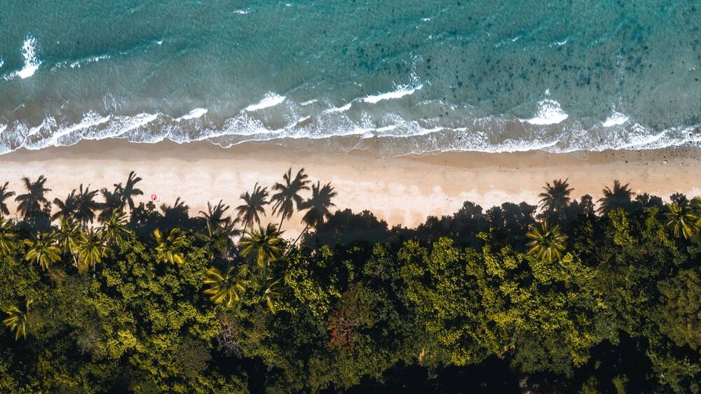 Vue aĂ©rienne dâune plage avec des vagues, un rivage sablonneux et une rangĂ©e de palmiers.