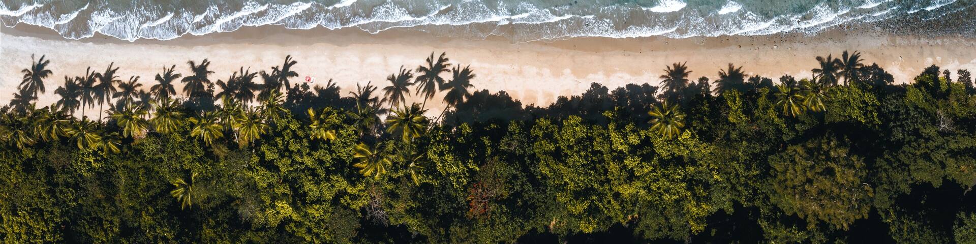 An aerial view of a beach with waves, sandy shore, and a line of palm trees.