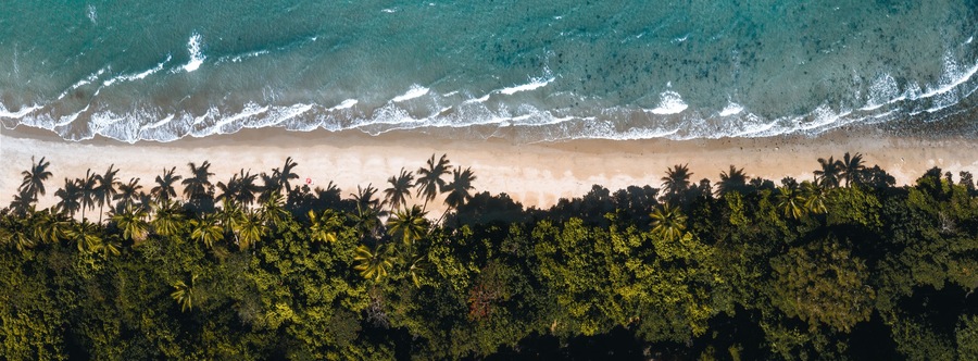 Vista aérea de una playa con olas, orilla arenosa y una hilera de palmeras.