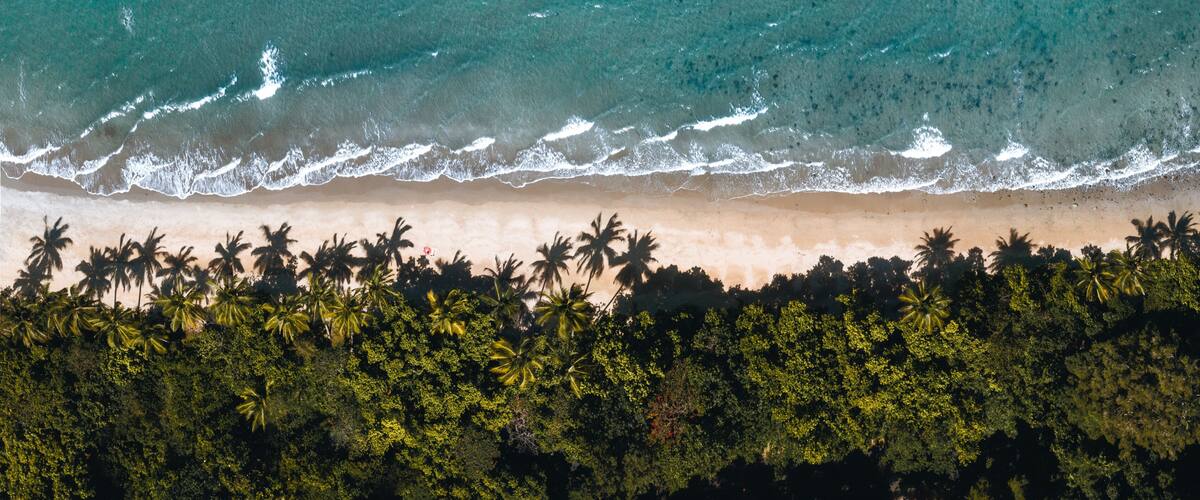 An aerial view of a beach with waves, sandy shore, and a line of palm trees.