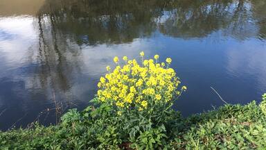 Um rio calmo refletindo as árvores ao redor e um conjunto de flores amarelas em primeiro plano.