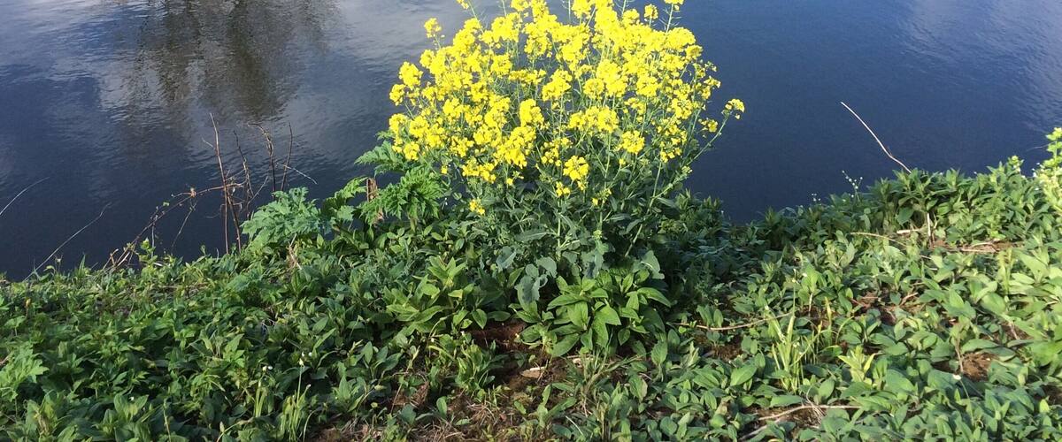 A calm river with a reflection of the surrounding trees and a patch of yellow flowers in the foreground.