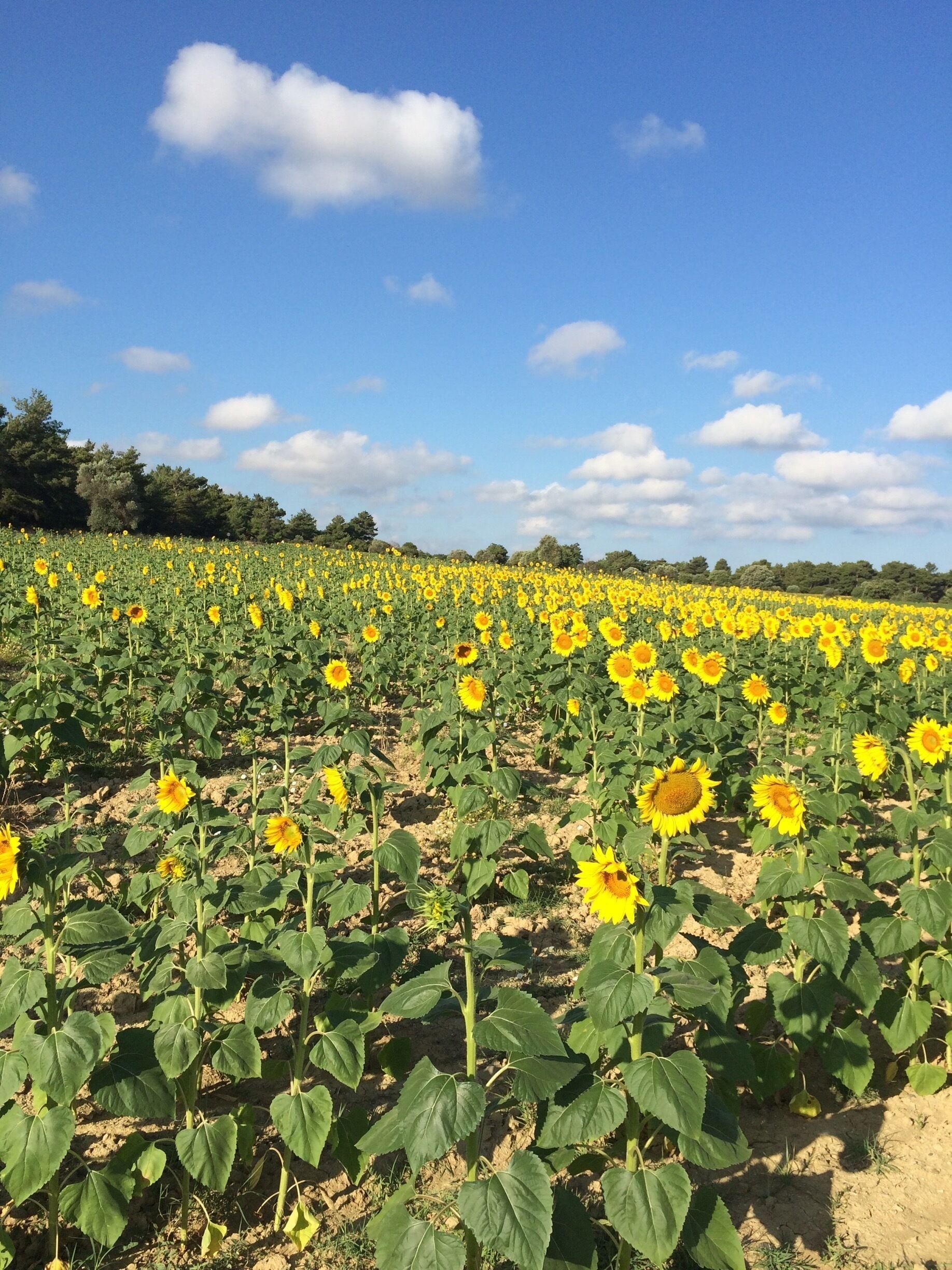 If you are doing a road trip in marmara region, be ready for thousands of sunflower fields through the road...