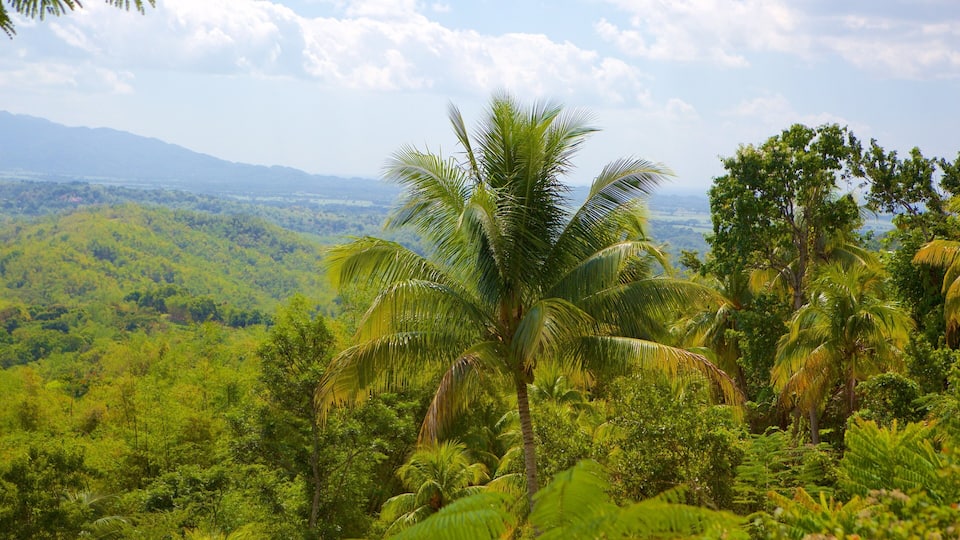 A lush green landscape with a prominent palm tree in the foreground, dense forest, and distant mountains under a partly cloudy sky.