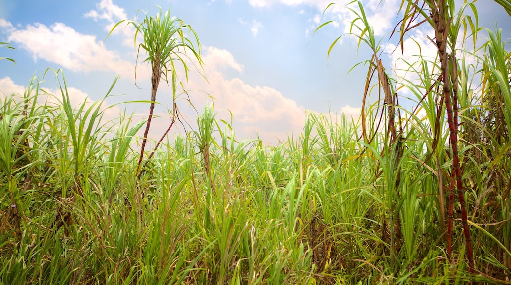 Lucea featuring farmland