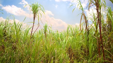 Lucea featuring farmland