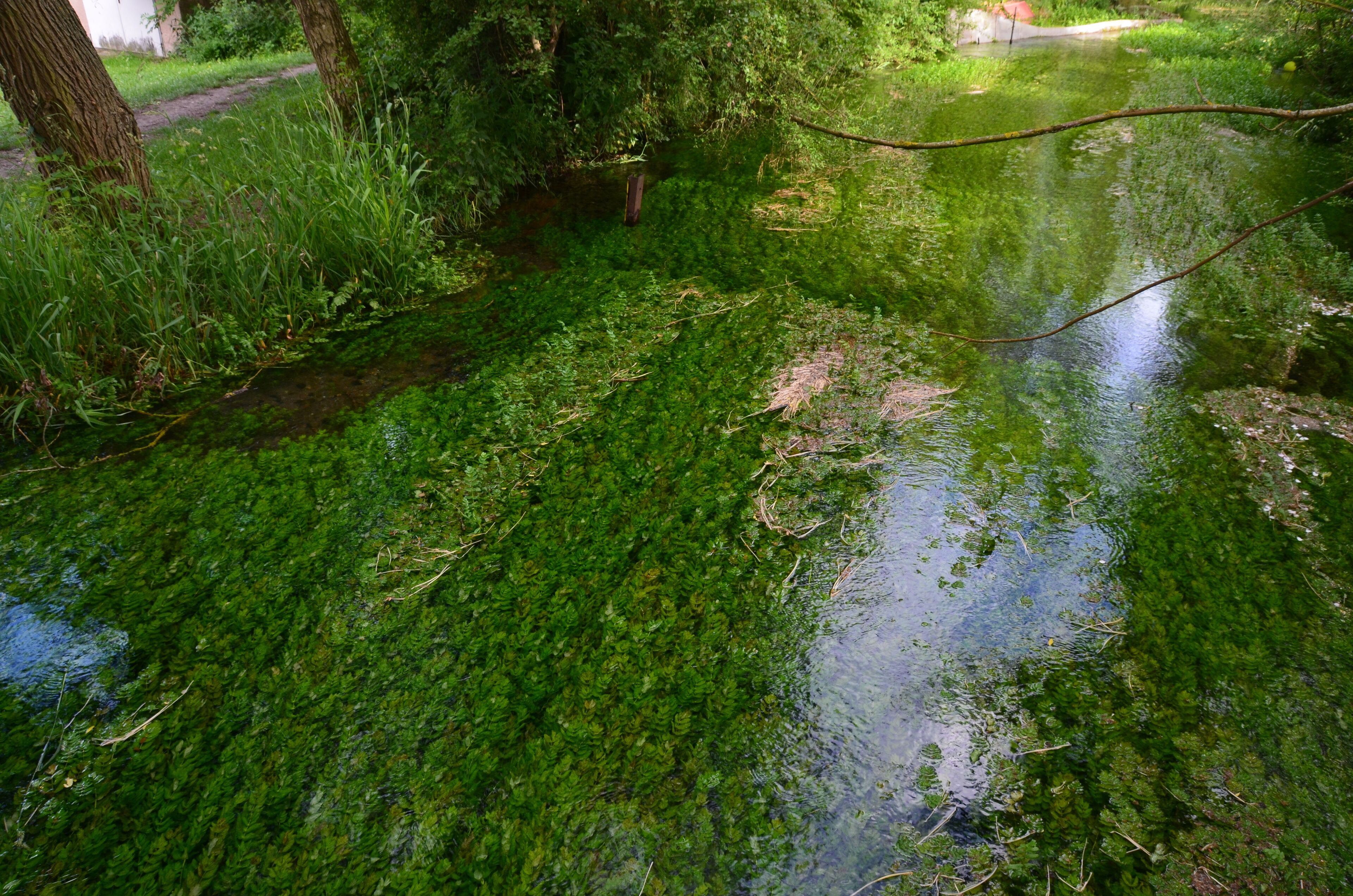 Die Salza kurz unterhalb des Salzaspring