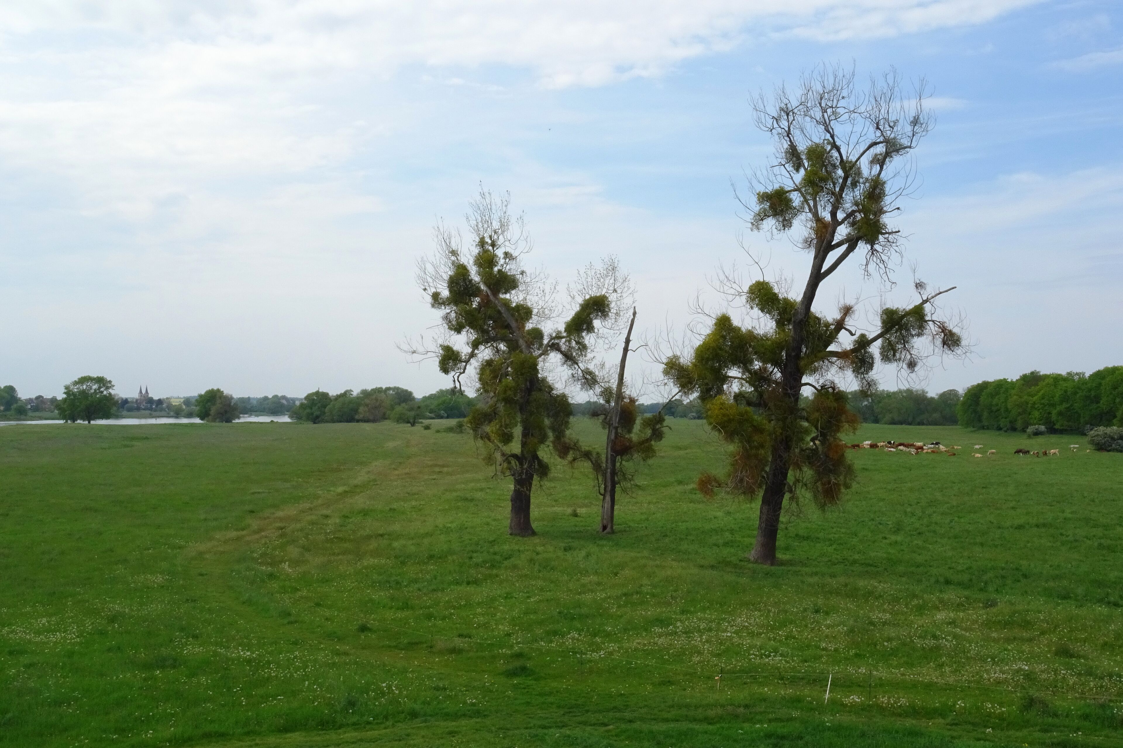 Blick auf die Elbaue nahe Schönebeck im Frühling im Biosphärenreservat Mittelelbe. Im Vordergrund sind drei Pappeln zu sehen, die stark von Misteln befallen sind.