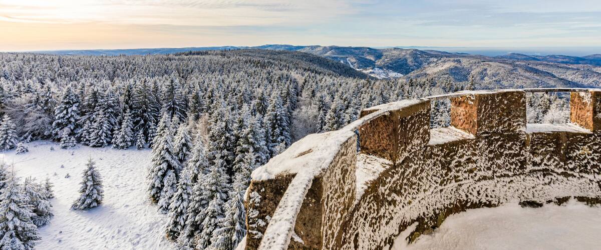 A snow-covered forest with a stone wall in the foreground.