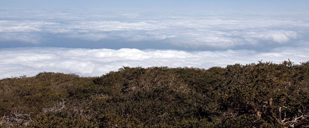 A mountain range with a forested foreground and a layer of clouds below.