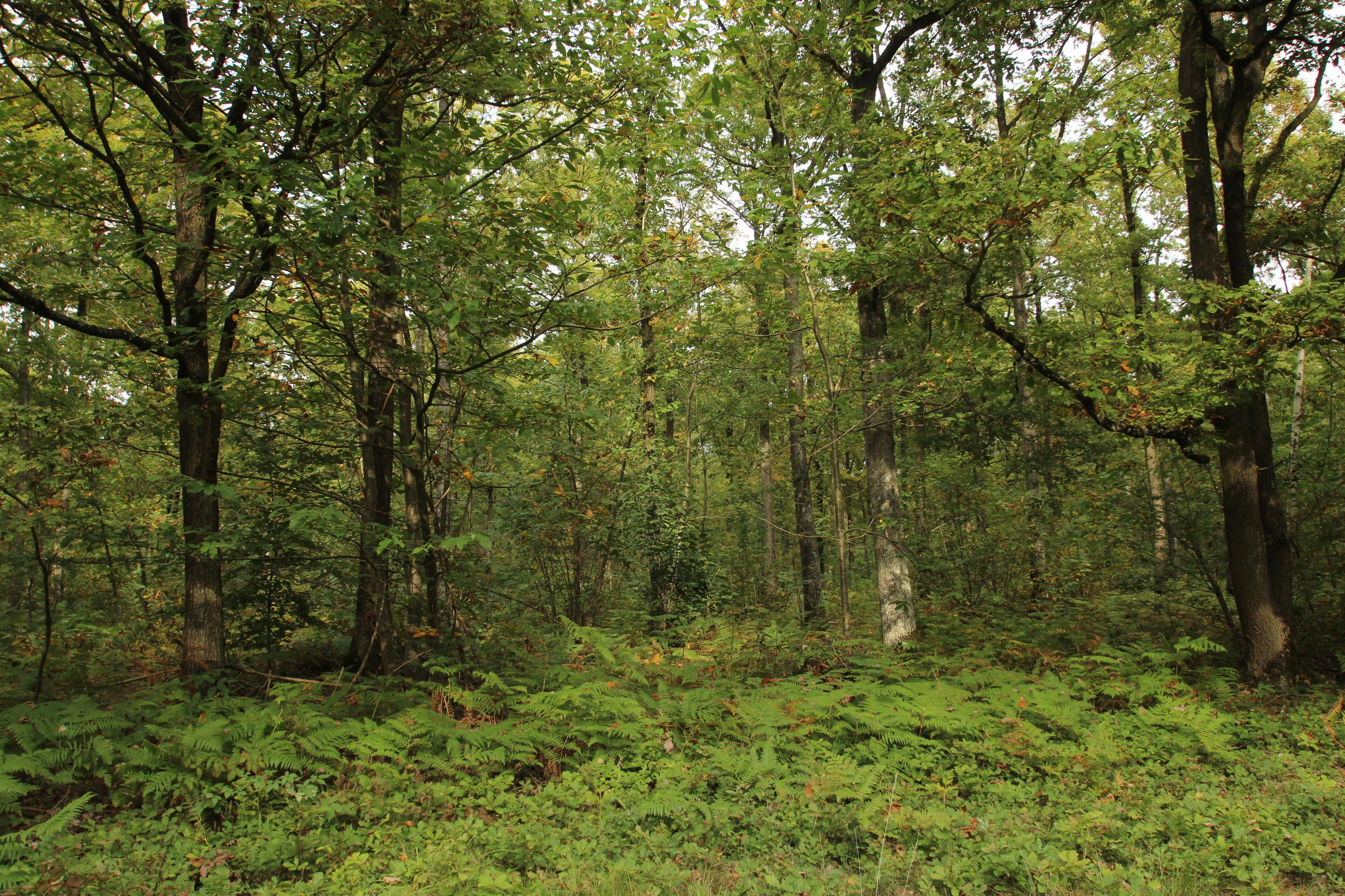 The Forêt Départementale de Méridon is a forest located on the cities of Chevreuse, Choisel et Saint-Rémy-lès-Chevreuse in France.