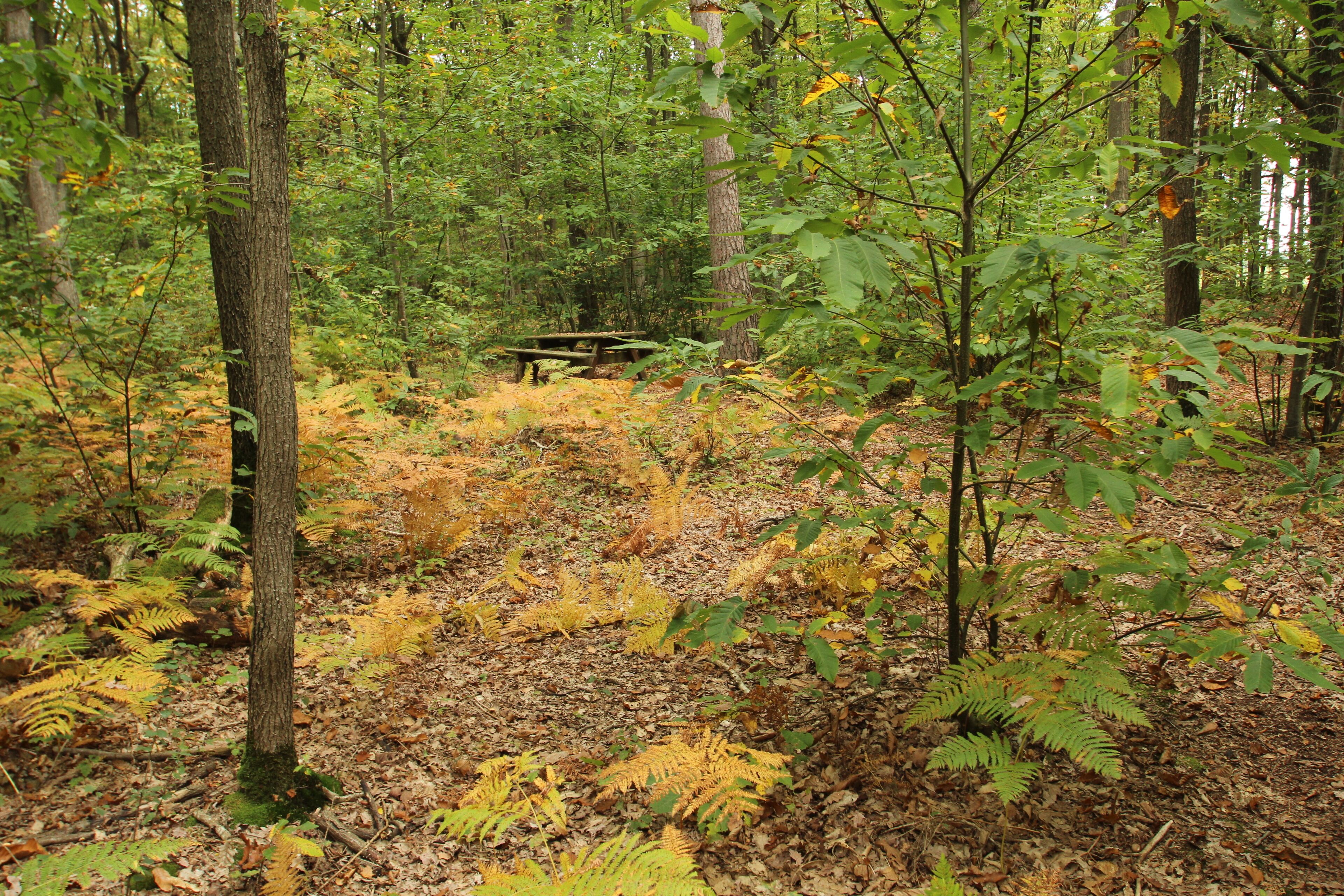 The Forêt Départementale de Méridon is a forest located on the cities of Chevreuse, Choisel et Saint-Rémy-lès-Chevreuse in France.