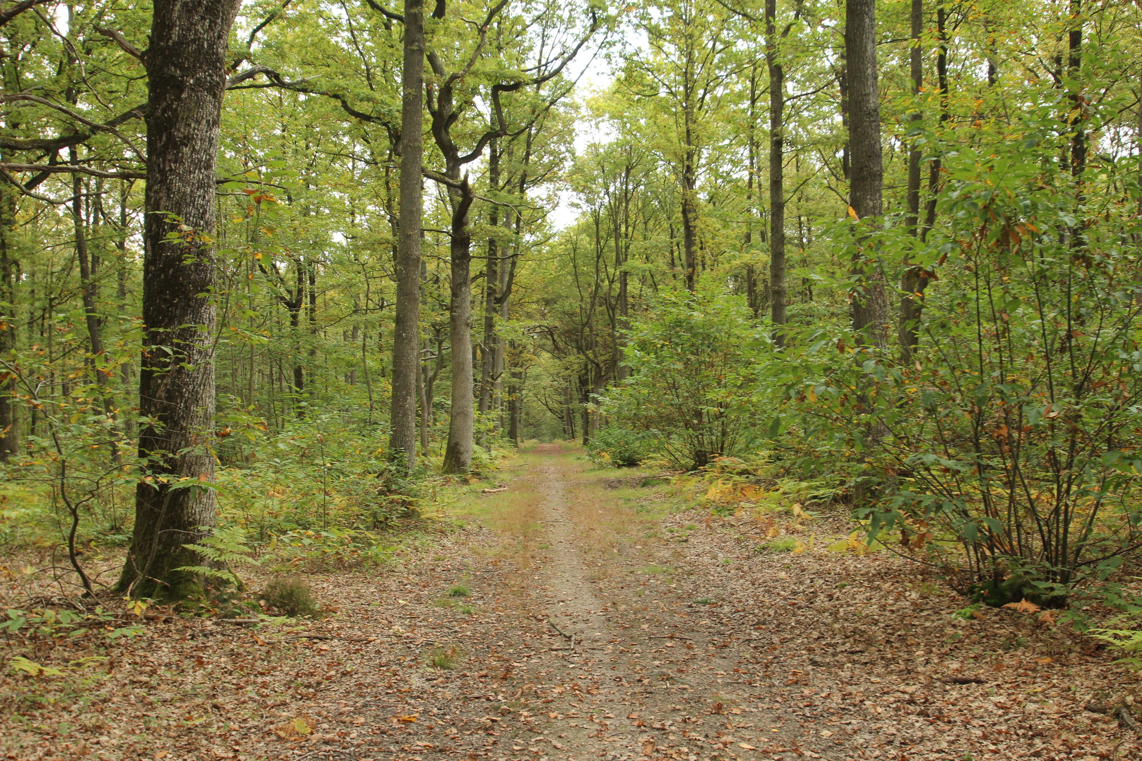 The Forêt Départementale de Méridon is a forest located on the cities of Chevreuse, Choisel et Saint-Rémy-lès-Chevreuse in France.