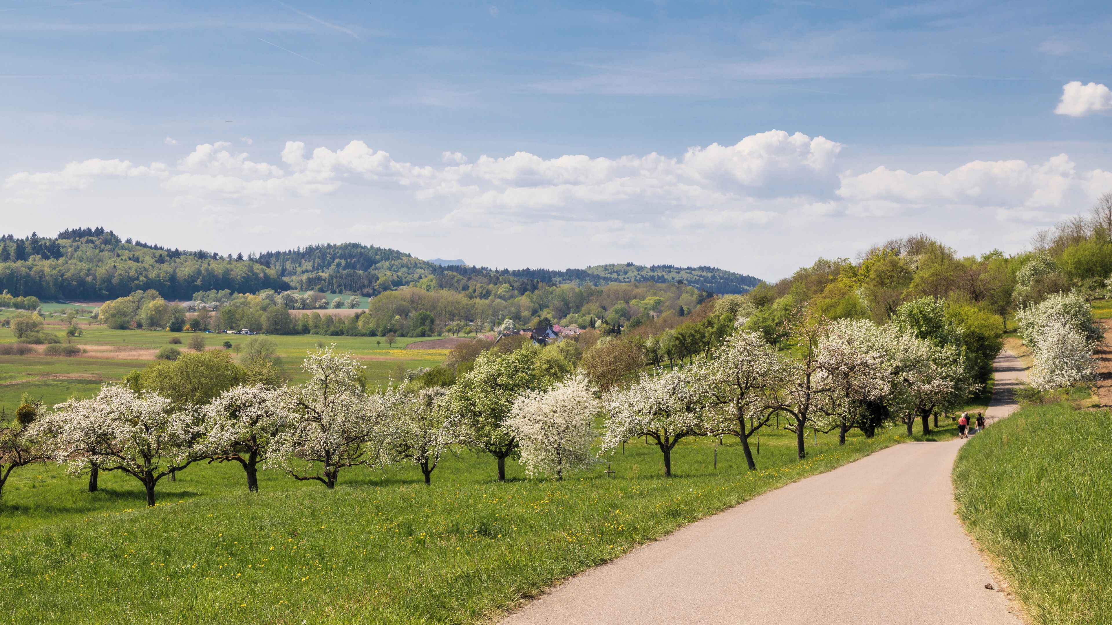 Frühlingslandschaft bei Möggingen (Radolfzell)