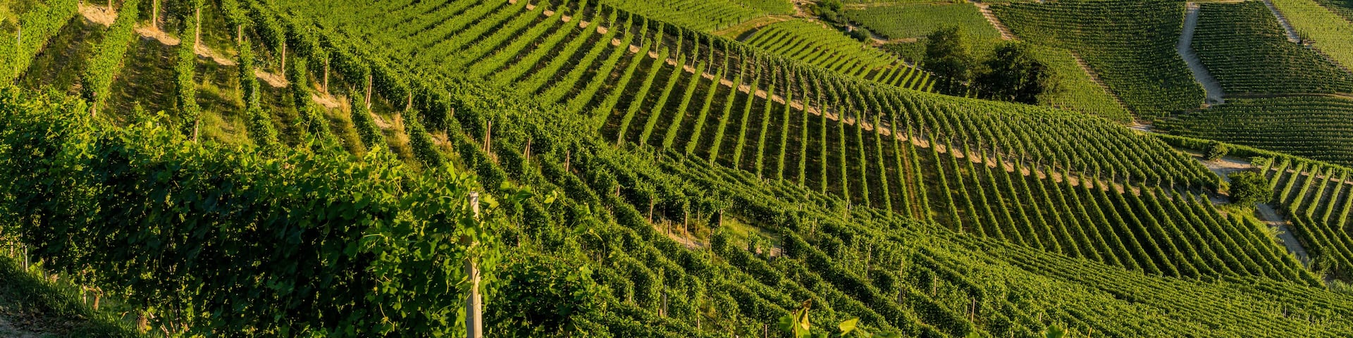 A vineyard with rows of grapevines, a historic building, and a tower in the background.