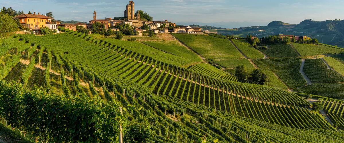 A vineyard with rows of grapevines, a historic building, and a tower in the background.