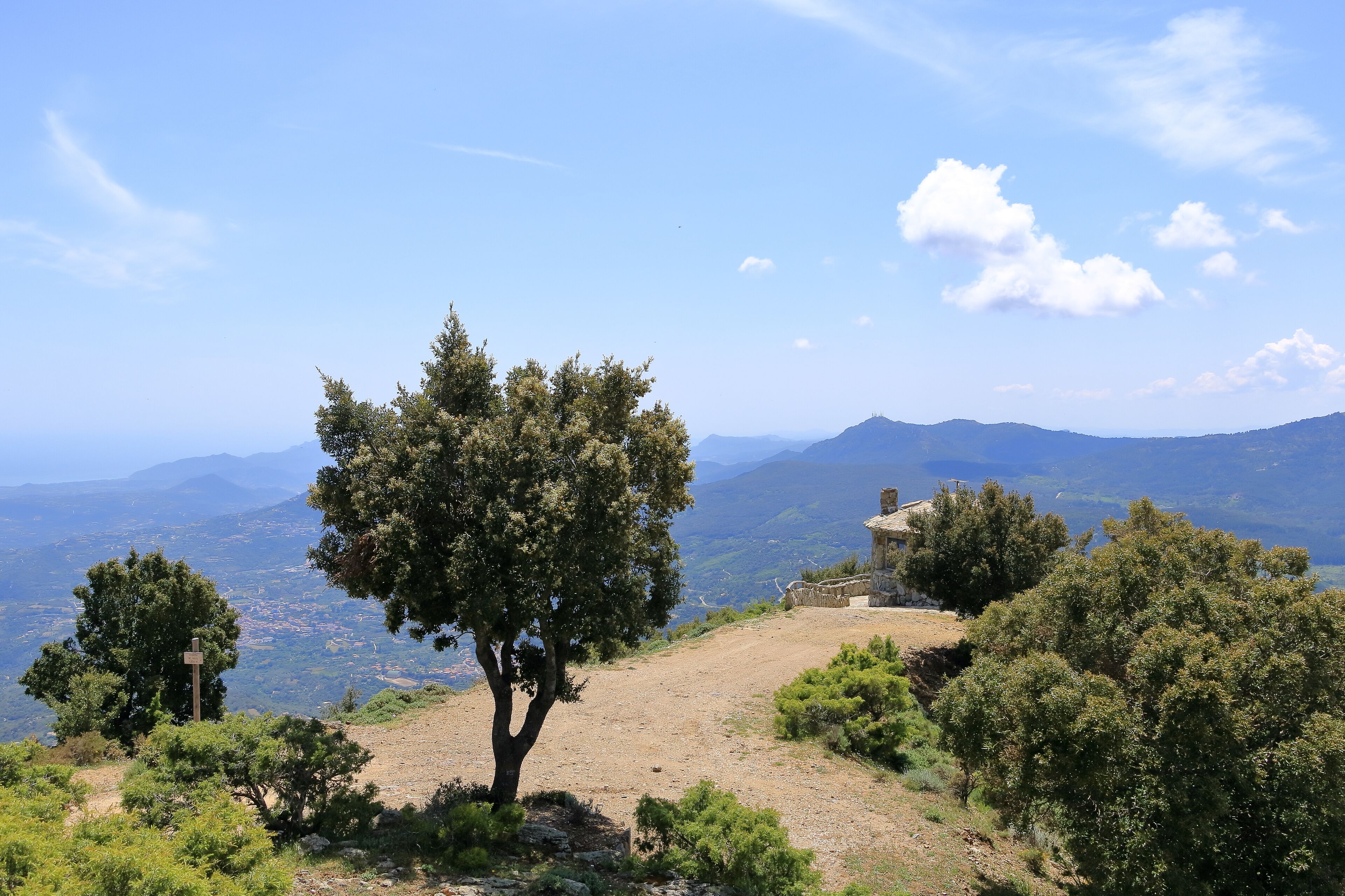 A tree on a hillside with a view of distant mountains and a clear sky.