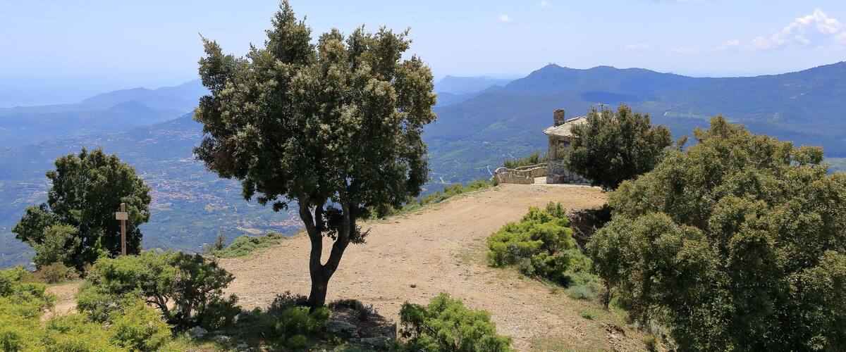 A tree on a hillside with a view of distant mountains and a clear sky.