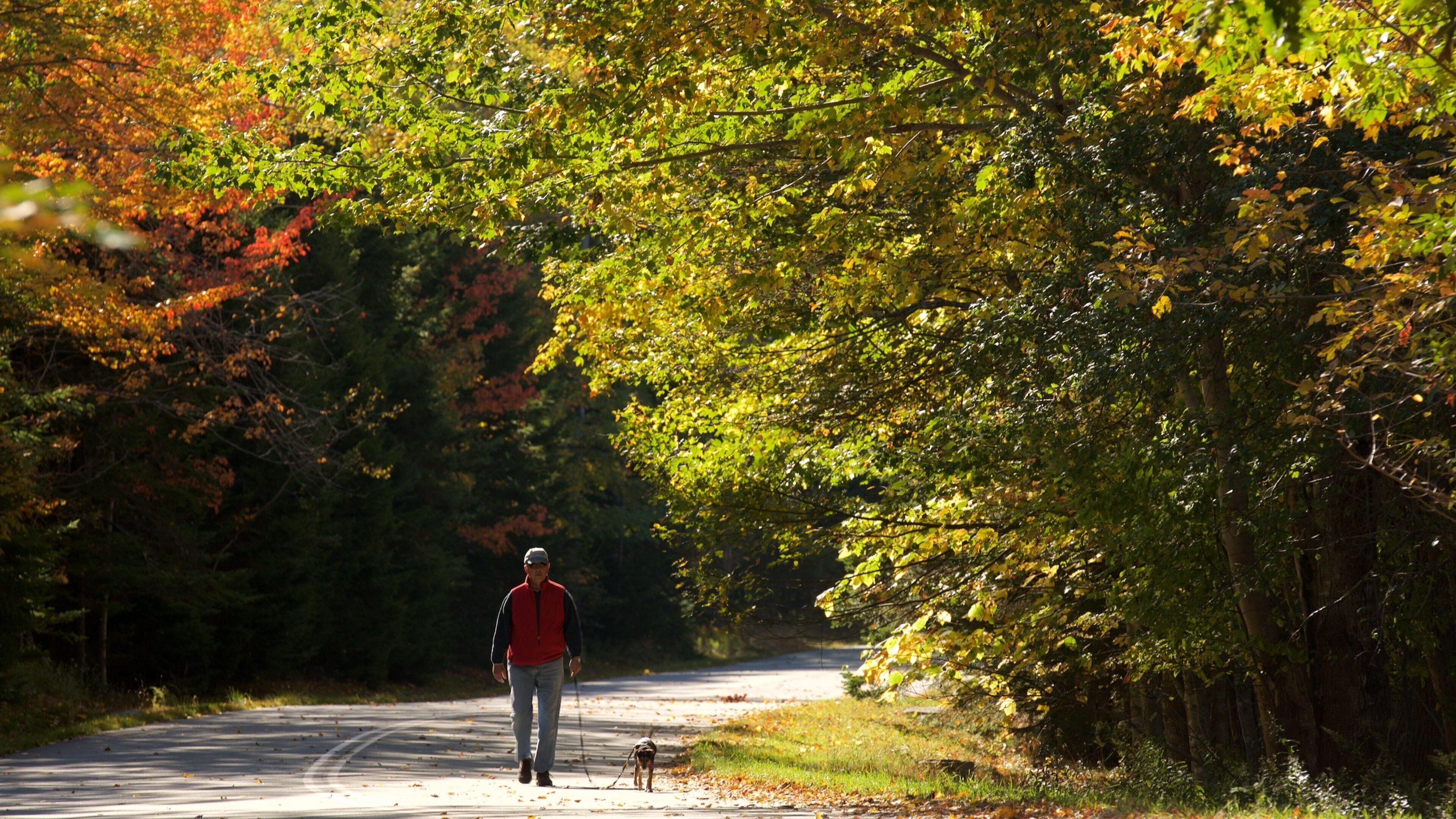 Parque Nacional Acadia que incluye bosques y los colores del otoño y también un hombre