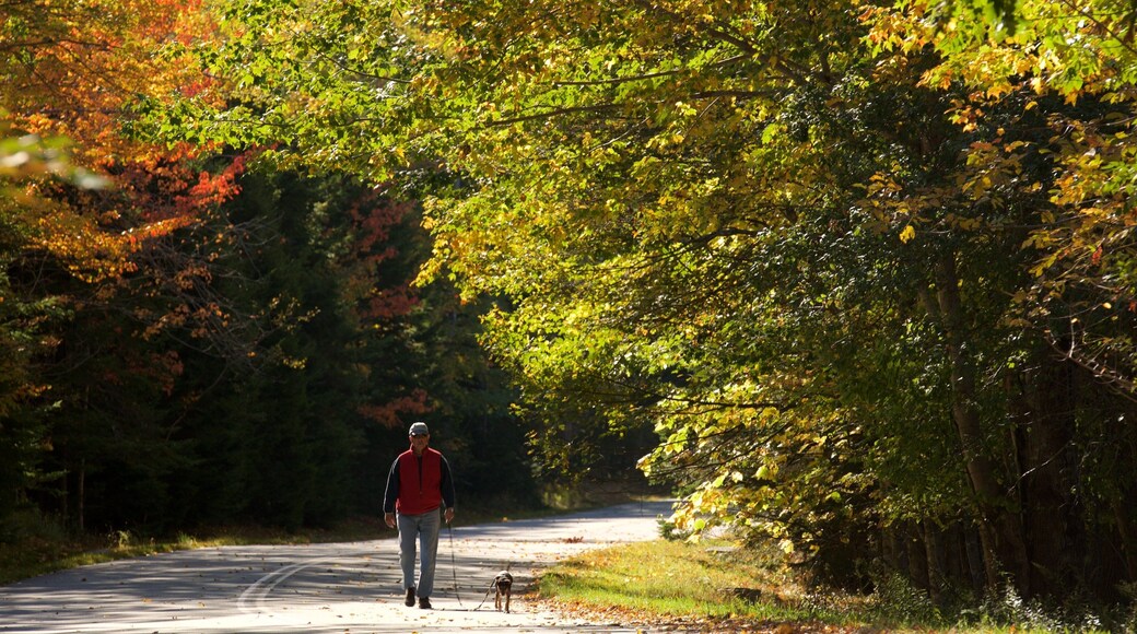 Parque Nacional Acadia que incluye bosques y los colores del otoño y también un hombre
