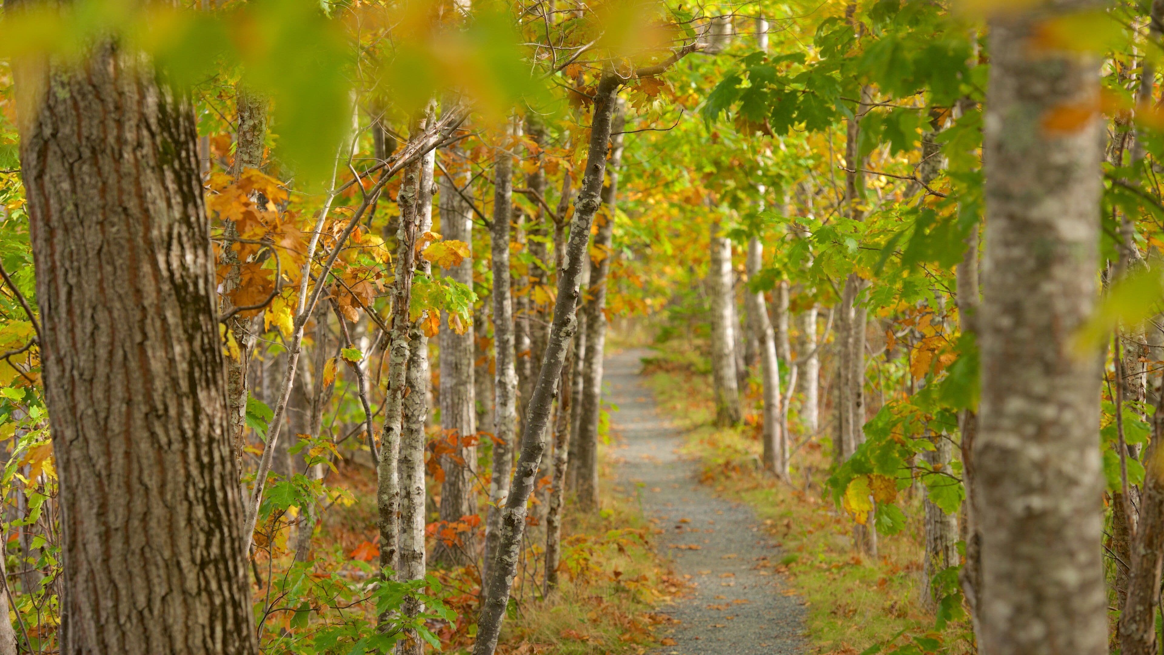 Acadia National Park mostrando paesaggio forestale e colori d\'autunno