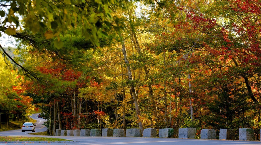Acadia National Park which includes autumn colours and forests