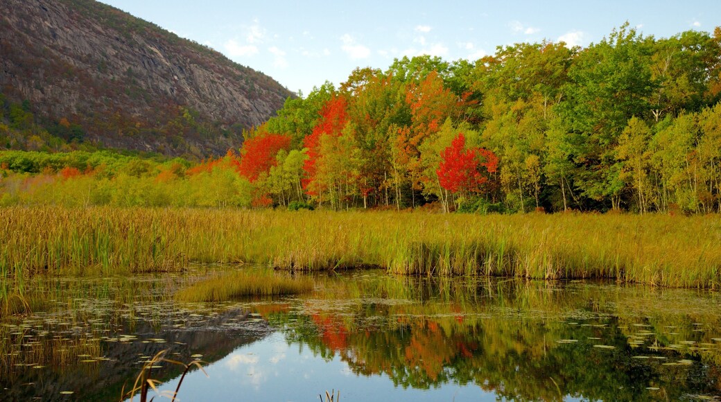 Acadia National Park showing wetlands, a lake or waterhole and forests