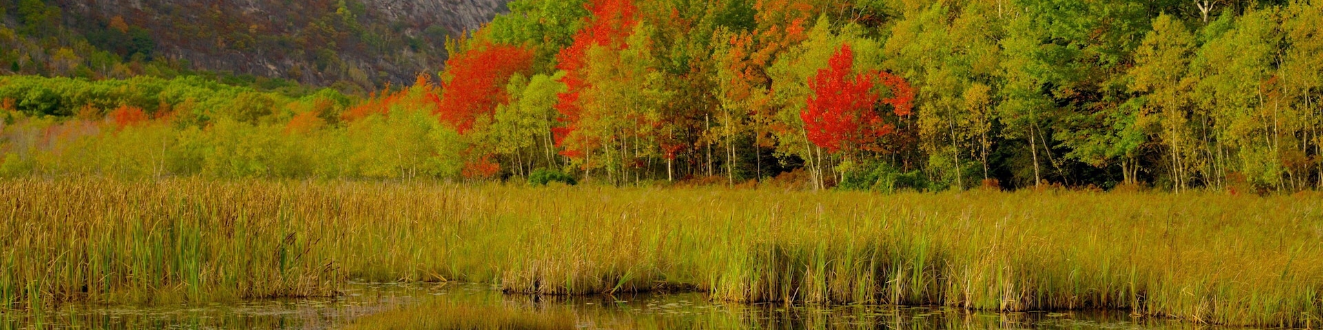 Acadia National Park featuring forest scenes, a lake or waterhole and wetlands