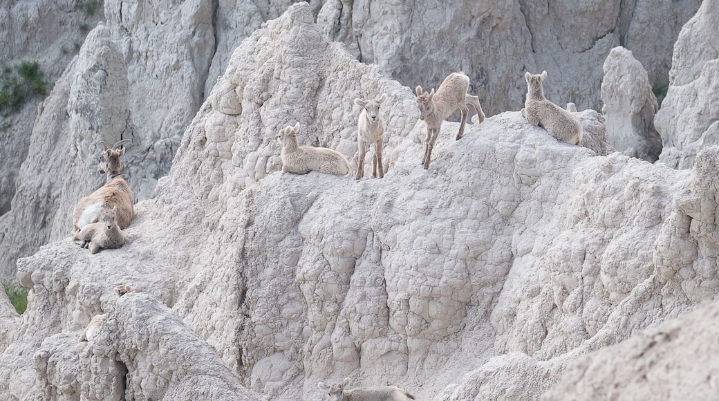 Iâll never forget finding this family group of bighorn sheep â here, a female and six lambs â on rocks concealed by a high hilltop. Itâs amazing what youâll discover when you follow a trail of scat! The park rangers are also so helpful in sharing where and when you have the best chances of viewing wildlife, including bighorns, bison, and prairie dogs. Keep your eyes open. You never know what youâll find! But keep your distance, too, and respect not just the beauty but also the wildness of nature and its creatures. #Adventure