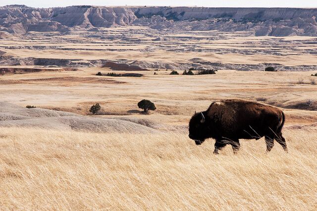 #TroveOn The Badlands where the buffalo roam! Be careful because buffalo are fast and dangerous animals. Drive around this South Dakota national park for wildlife. This park has hiking and unique land features not to miss if in the area!
