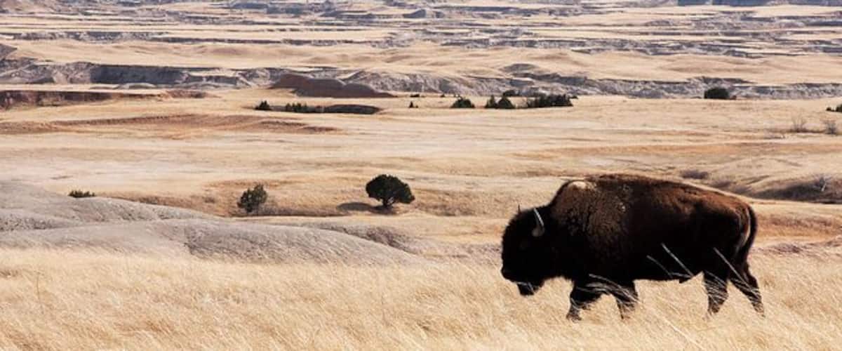 Un bison dans un champ herbeux, avec un paysage rocheux en arrière-plan.