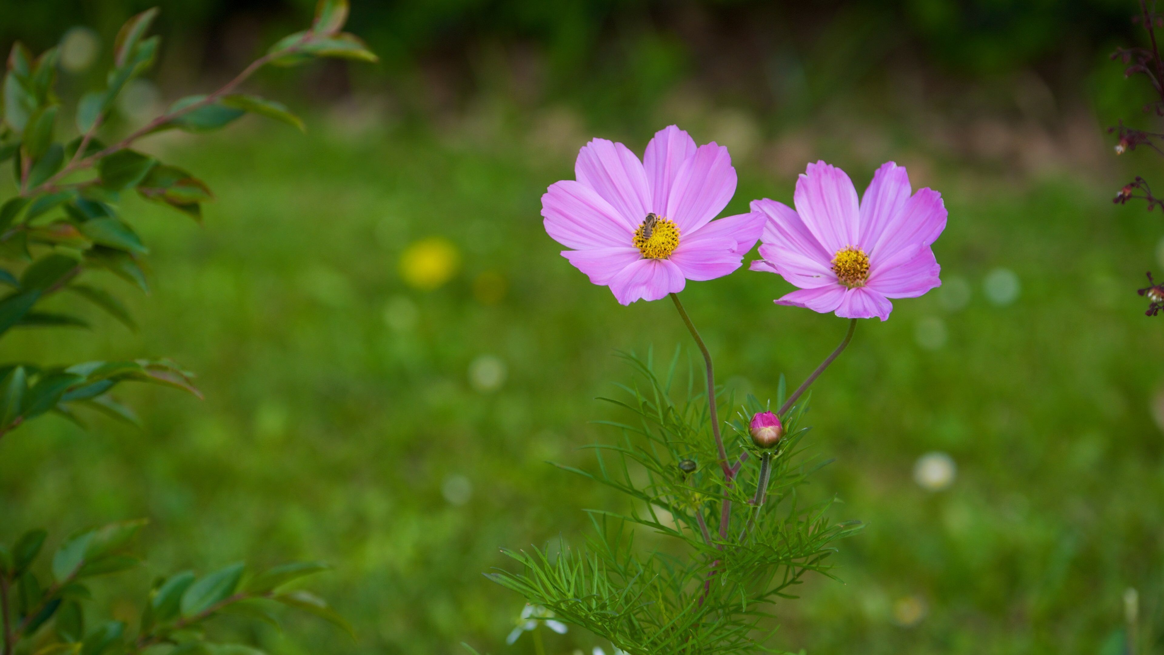 Giardino pubblico caratteristiche di parco e fiori