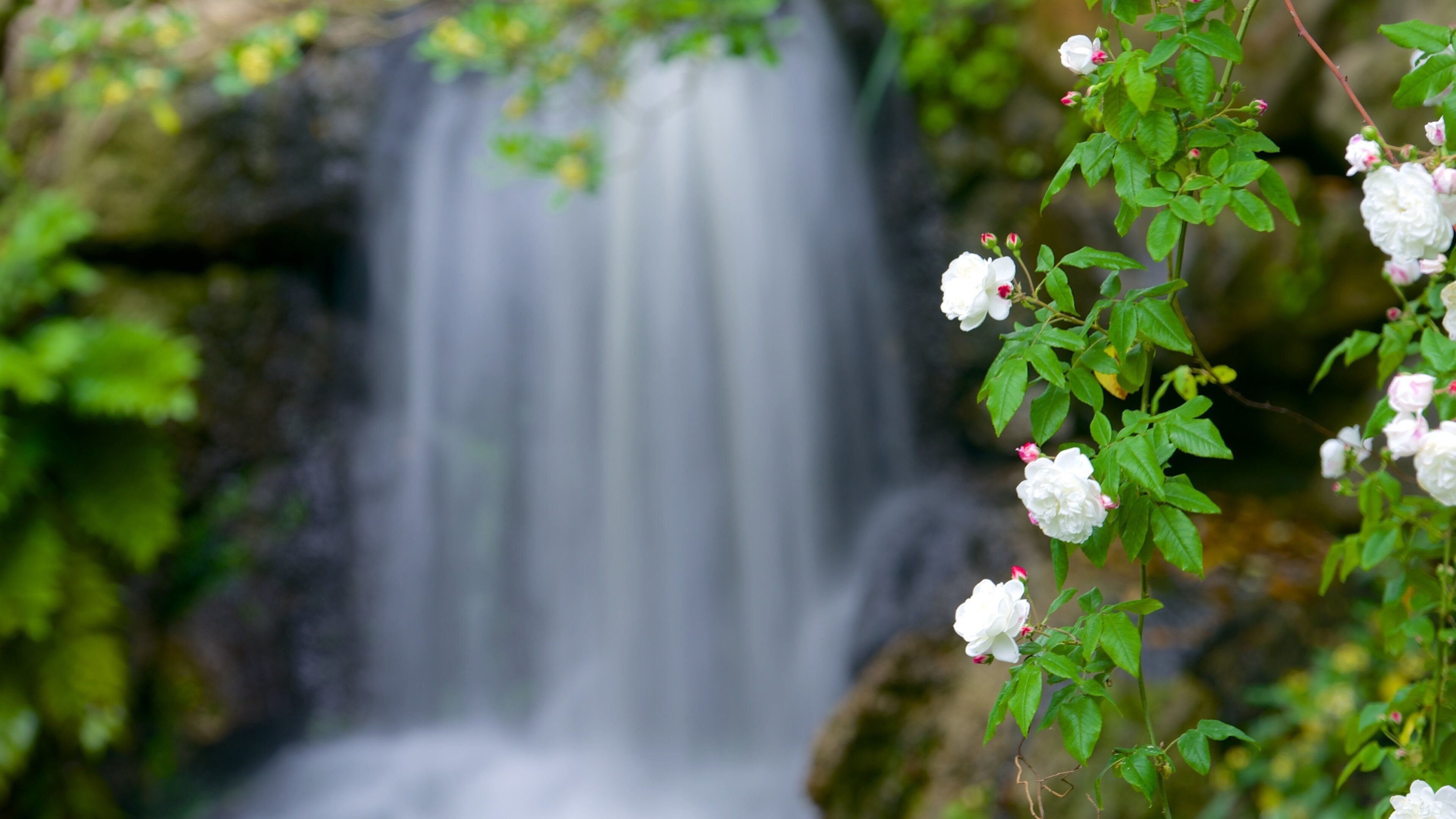 Jardin Public which includes flowers, a park and a cascade