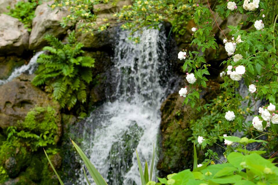 Una cascada que s'aboca sobre roques cobertes de molsa, envoltada de vegetació exuberant i flors blanques.