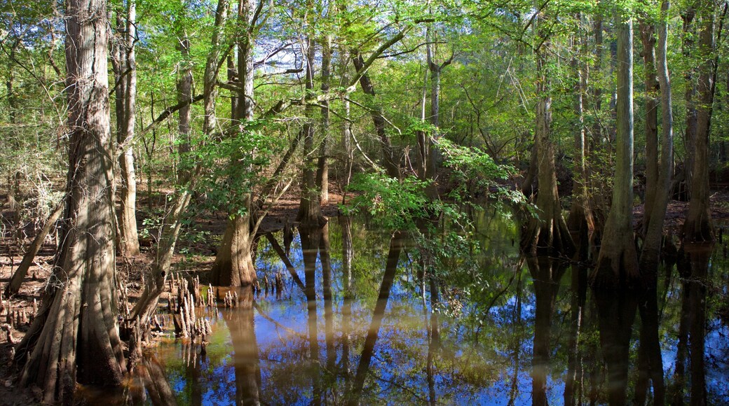 Parque Nacional Congaree
