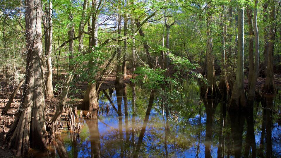 A swampy forest with tall trees and a calm water body reflecting the sky.