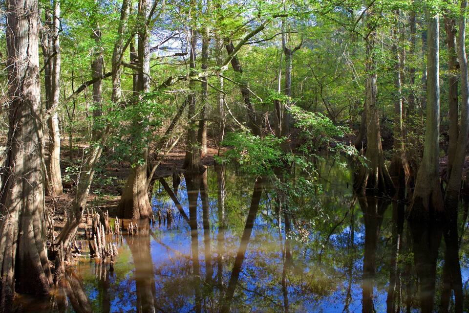 A swampy forest with tall trees and a calm water body reflecting the sky.
