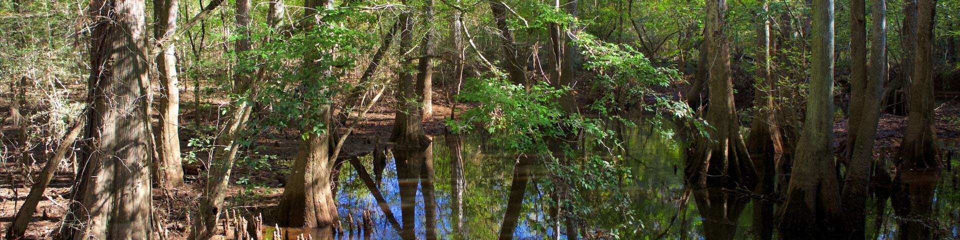 Congaree National Park