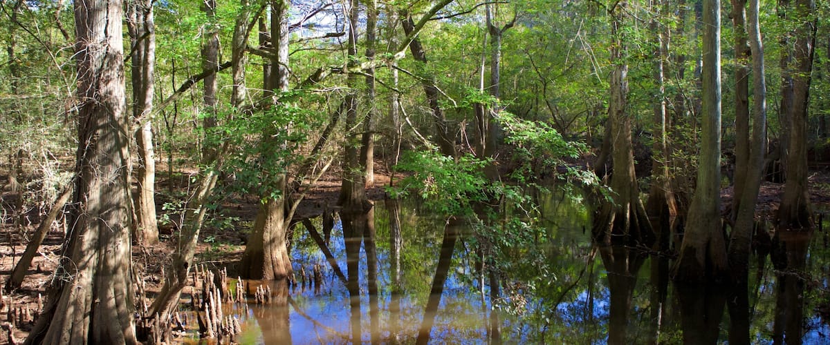 A swampy forest with tall trees and a calm water body reflecting the sky.