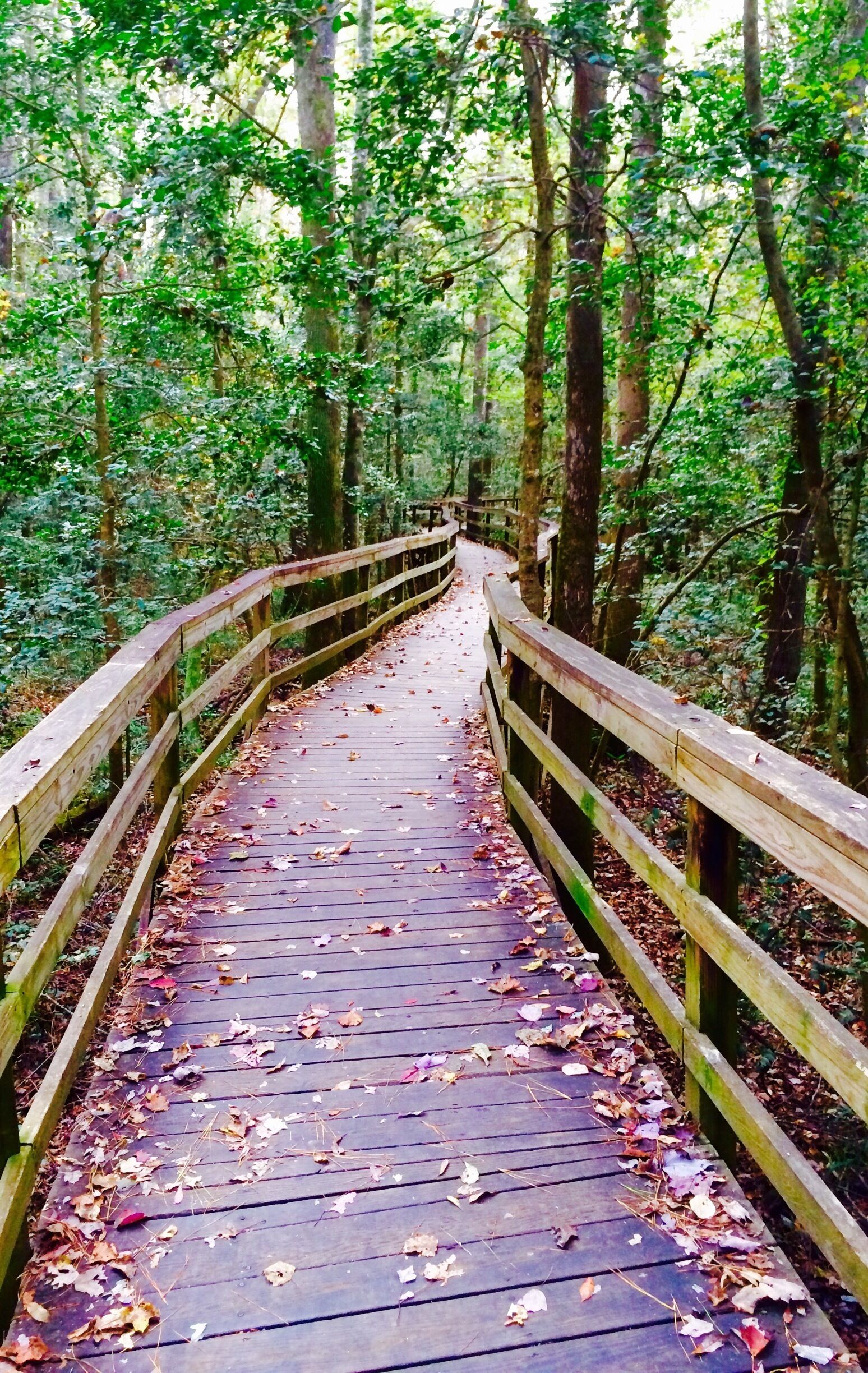 My bucket list is to visit all 59 of the U.S. National Parks. So far, we've been lucky enough to explore over 30. Here's one of them.

Congaree National Park is definitely off the beaten path with huge Trees for East Coast standards. Canoe or kayak through the park or take a hike through the largest tract of old growth bottomland (not to be confused with a swamp) in the US. The network of Bald Cypress have something called knuckles coming up through the ground. Looks otherworldly.